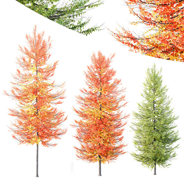 Drzewa HQ Acer X Freemanii Freeman Maple Sapindaceae Umbrella Set 02 model 3D