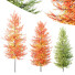 Drzewa HQ Acer X Freemanii Freeman Maple Sapindaceae Umbrella Set 02 - Pandora-land