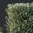 Büsche HQ Grauer Kasten Westringia Fruticosa Küstenrosmarin Blume Set 03 - Pandora-land