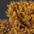 Büsche HQ Grauer Kasten Westringia Fruticosa Küstenrosmarin Blume Set 03 - Pandora-land