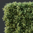 Büsche HQ Pflanzen Ligustrum Ovalifolium Argenteum Aureum Hecke - Pandora-land