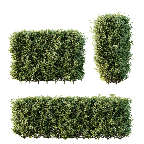 Büsche HQ Pflanzen Ligustrum Ovalifolium Argenteum Aureum Hecke 3D-Modell