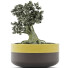 Bonsai-Baum Kollektion 123 Mini - rodolfoboscan911