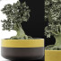 Bonsai-Baum Kollektion 123 Mini - rodolfoboscan911