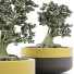 Bonsai-Baum Kollektion 123 Mini - rodolfoboscan911