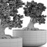 Bonsai-Baum Kollektion 123 Mini - rodolfoboscan911