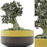 Bonsai-Baum Kollektion 123 Mini - rodolfoboscan911
