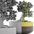Bonsai-Baum Kollektion 123 Mini - rodolfoboscan911