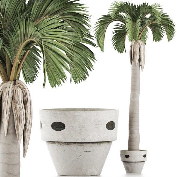 Topfpflanze Kollektion 133 Große Palme 3D-Modell
