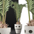 Planta en maceta Colección 130 Palma para Piscina - rodolfoboscan911