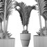 Planta en maceta Colección 130 Palma para Piscina - rodolfoboscan911