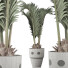 Planta en maceta Colección 130 Palma para Piscina - rodolfoboscan911