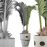 Planta en maceta Colección 130 Palma para Piscina - rodolfoboscan911