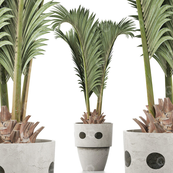 Planta en maceta Colección 130 Palma para Piscina Modelo 3D