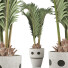 Planta en maceta Colección 130 Palma para Piscina - rodolfoboscan911
