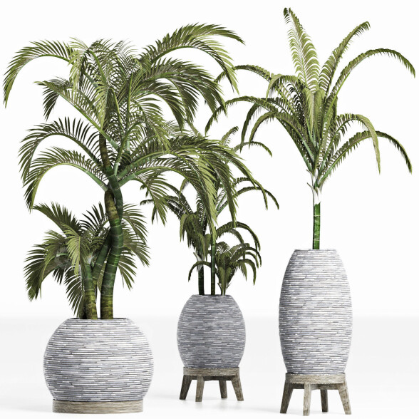 Topfpflanzen Sammlung 207 Palmen 3D-Modell