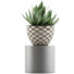 Topfpflanze Kollektion 118 Agave - rodolfoboscan911