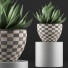 Topfpflanze Kollektion 118 Agave - rodolfoboscan911