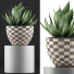Topfpflanze Kollektion 118 Agave - rodolfoboscan911