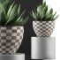 Topfpflanze Kollektion 118 Agave - rodolfoboscan911