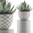 Topfpflanze Kollektion 118 Agave - rodolfoboscan911