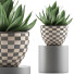Topfpflanze Kollektion 118 Agave - rodolfoboscan911