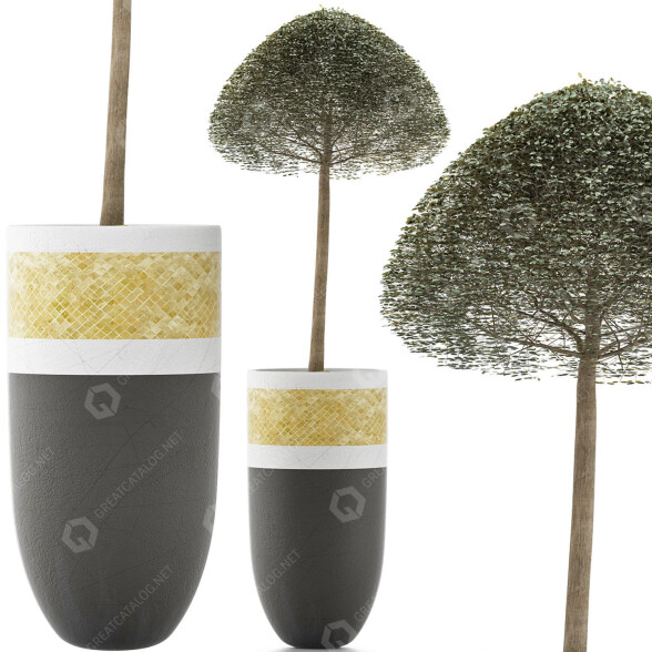 Рослина у горщику Колекція 126 Лігуструм Овальнолистий 3D модель