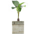 Topfpflanze Sammlung 83 Alocasia - rodolfoboscan911