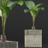 Topfpflanze Sammlung 83 Alocasia - rodolfoboscan911
