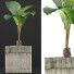 Topfpflanze Sammlung 83 Alocasia - rodolfoboscan911