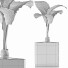 Topfpflanze Sammlung 83 Alocasia - rodolfoboscan911
