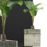 Topfpflanze Sammlung 83 Alocasia - rodolfoboscan911