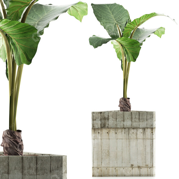 Topfpflanze Sammlung 83 Alocasia 3D-Modell