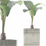 Topfpflanze Sammlung 83 Alocasia - rodolfoboscan911