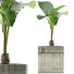 Topfpflanze Sammlung 83 Alocasia - rodolfoboscan911