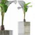 Topfpflanze Sammlung 83 Alocasia - rodolfoboscan911