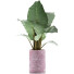 Potted Plant Collection 82 Alocasia - rodolfoboscan911