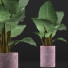 Potted Plant Collection 82 Alocasia - rodolfoboscan911