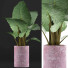 Potted Plant Collection 82 Alocasia - rodolfoboscan911