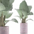 Potted Plant Collection 82 Alocasia - rodolfoboscan911