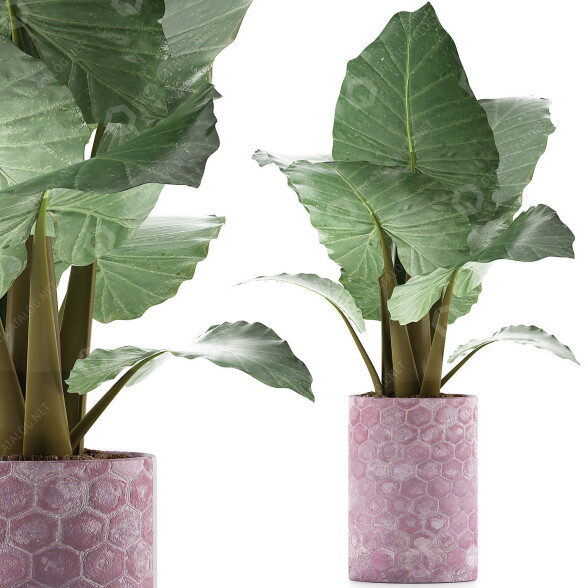 Potted Plant Collection 82 Alocasia 3D model