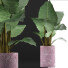 Potted Plant Collection 82 Alocasia - rodolfoboscan911