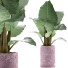 Potted Plant Collection 82 Alocasia - rodolfoboscan911