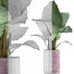 Potted Plant Collection 82 Alocasia - rodolfoboscan911