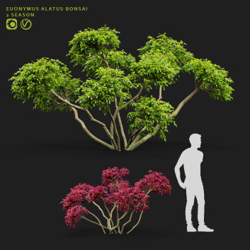 Bonsai-Baum Spindelstrauch