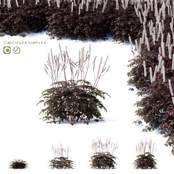 Blumen Cimicifuga simplex 3D-Modell