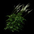 Blumen Cimicifuga simplex grün - valeriy korol ld