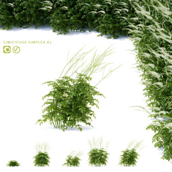 Blumen Cimicifuga simplex grün 3D-Modell