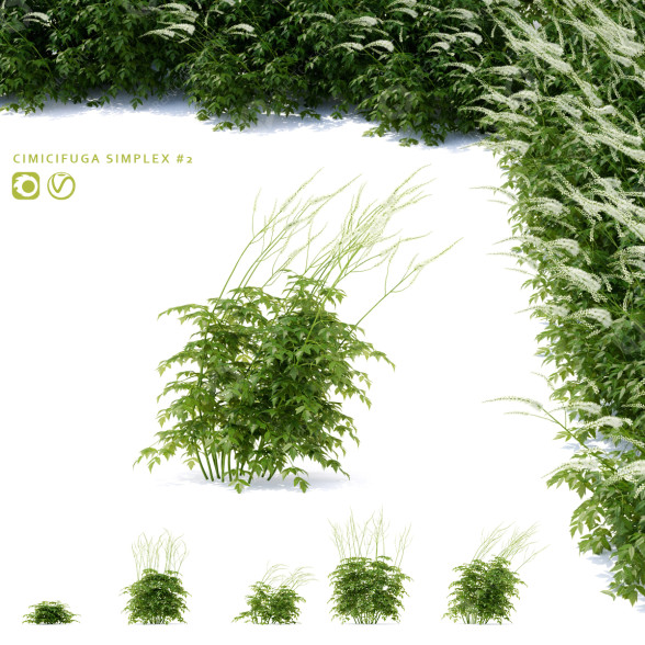 Blumen Cimicifuga simplex grün 3D-Modell
