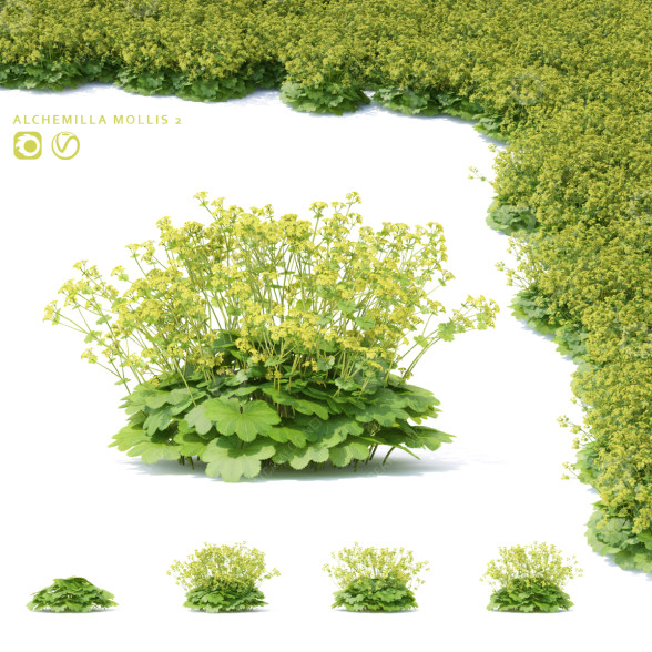 Blumen Weiche Frauenmantel 3D-Modell
